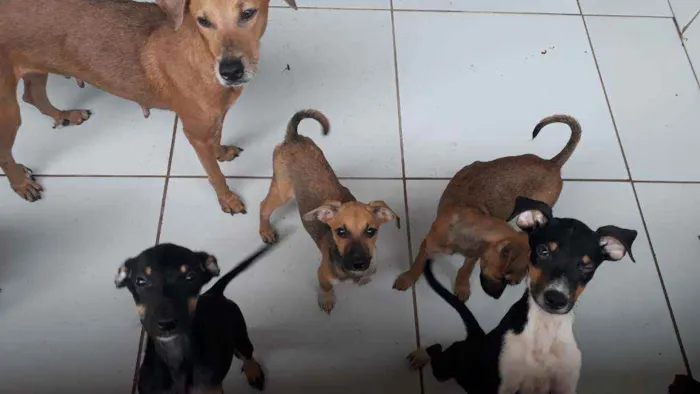 Cachorro ra a Vira lata  idade 2 a 6 meses nome Não tem 