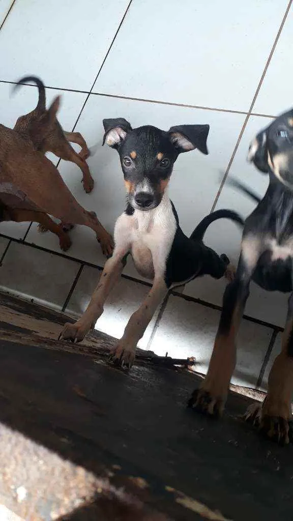 Cachorro ra a Vira lata  idade 2 a 6 meses nome Não tem 