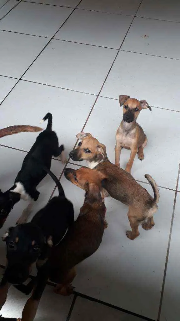 Cachorro ra a Vira lata  idade 2 a 6 meses nome Não tem 