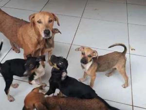 Cachorro raça Vira lata  idade 2 a 6 meses nome Não tem 