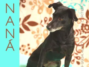 Cachorro raça SRD-ViraLata idade 2 anos nome Naná