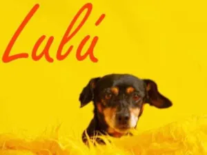 Cachorro raça SRD-ViraLata idade 2 anos nome LULÚ