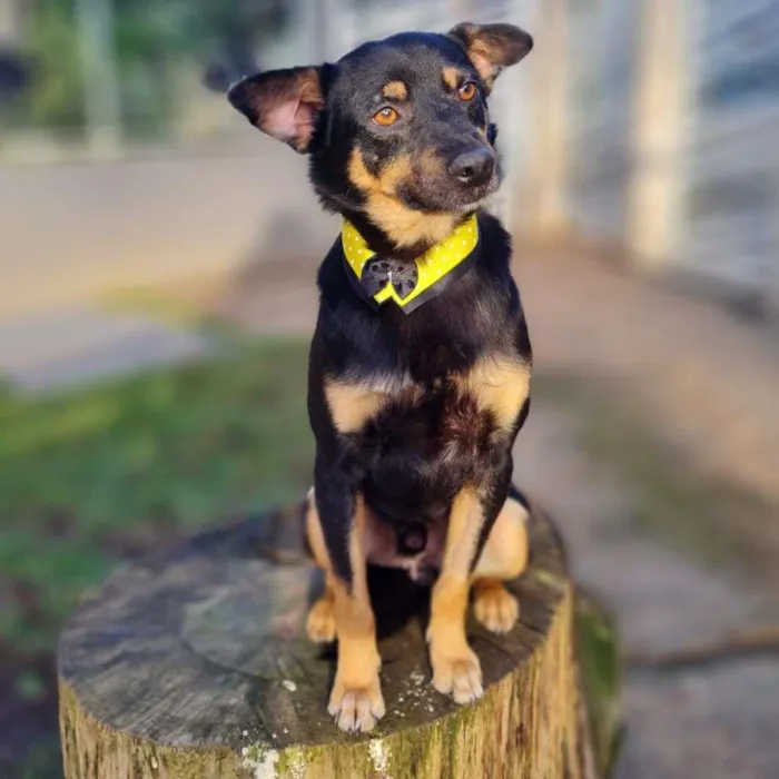 Cachorro ra a SRD-ViraLata idade 3 anos nome BURKE