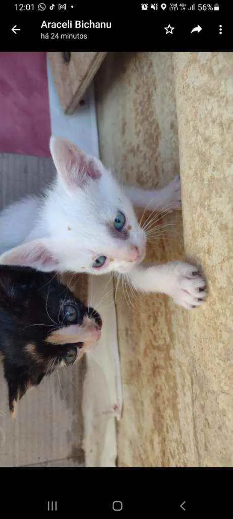 Gato raça Srd  idade Abaixo de 2 meses nome Sem nome