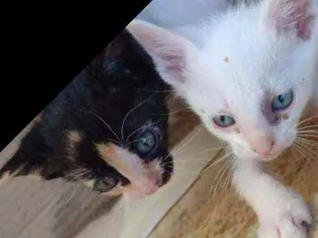 Gato raça Srd  idade Abaixo de 2 meses nome Sem nome