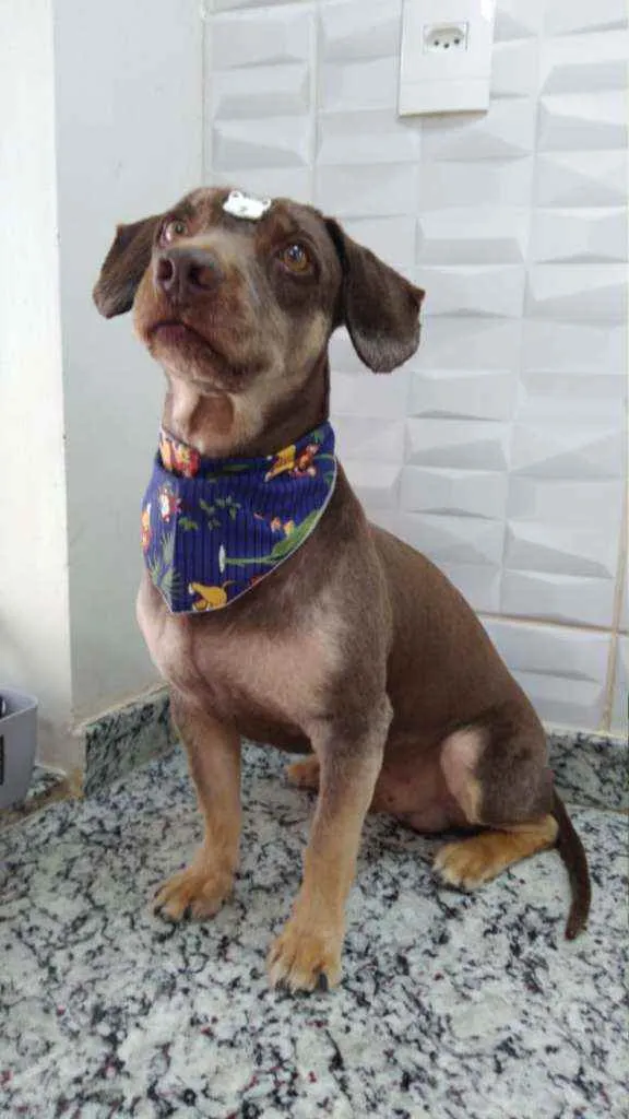 Cachorro ra a Sem raça definida idade 6 ou mais anos nome Betovem