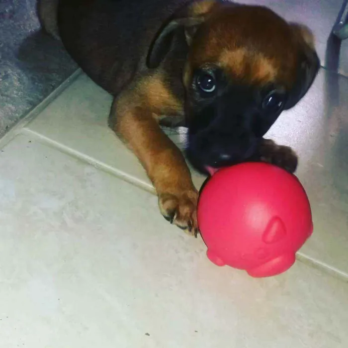 Cachorro ra a Mestura com vira lata idade Abaixo de 2 meses nome Loki