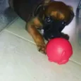 Loki