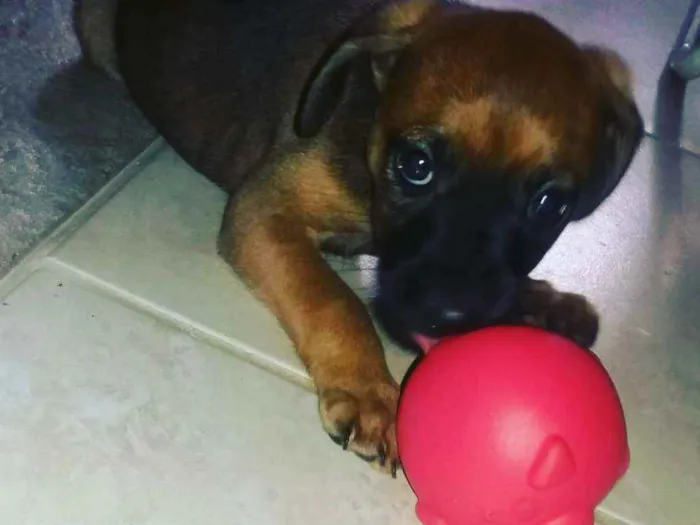 Cachorro ra a Mestura com vira lata idade Abaixo de 2 meses nome Loki