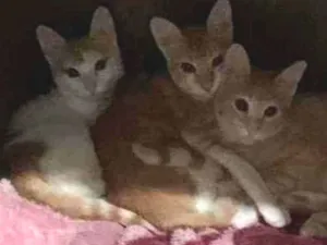 Gato raça Srd idade 2 a 6 meses nome Loirinhos