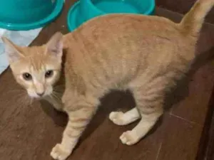 Gato raça SRD idade Abaixo de 2 meses nome Sem none