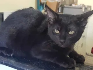 Gato raça Srd  idade 2 a 6 meses nome Sem nome