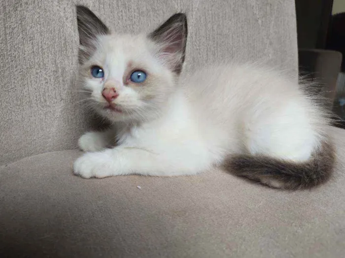 Gato raça  idade Abaixo de 2 meses nome bob