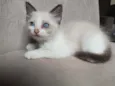 bob