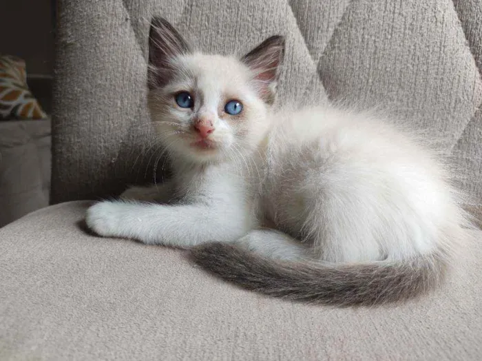 Gato raça  idade Abaixo de 2 meses nome bob