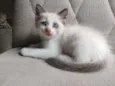 bob