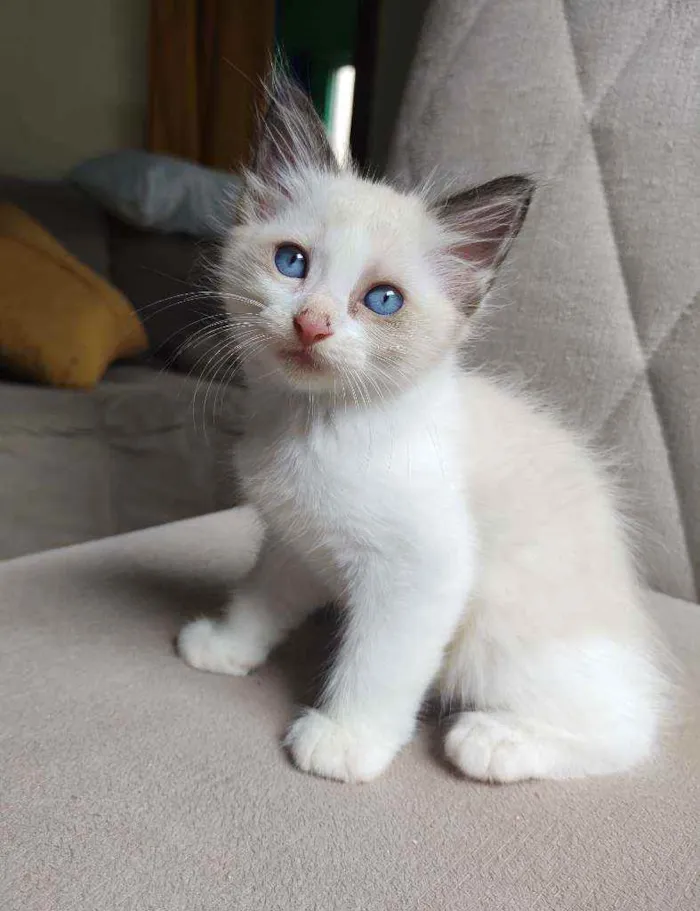 Gato raça  idade Abaixo de 2 meses nome bob