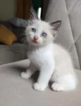 bob