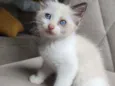 bob