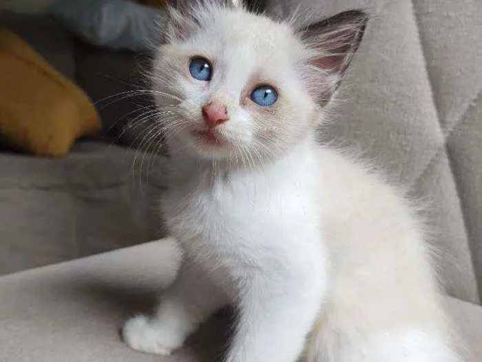 Gato raça  idade Abaixo de 2 meses nome bob
