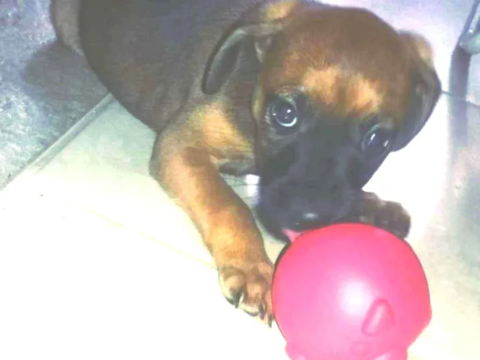 Cachorro ra a Mestura com vira lata idade Abaixo de 2 meses nome Loki