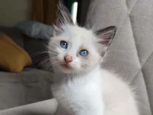 Gato raça  idade Abaixo de 2 meses nome bob