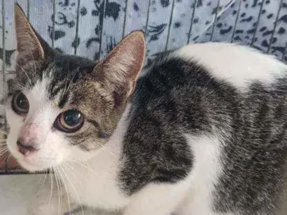 Gato raça RND idade 1 ano nome Tina