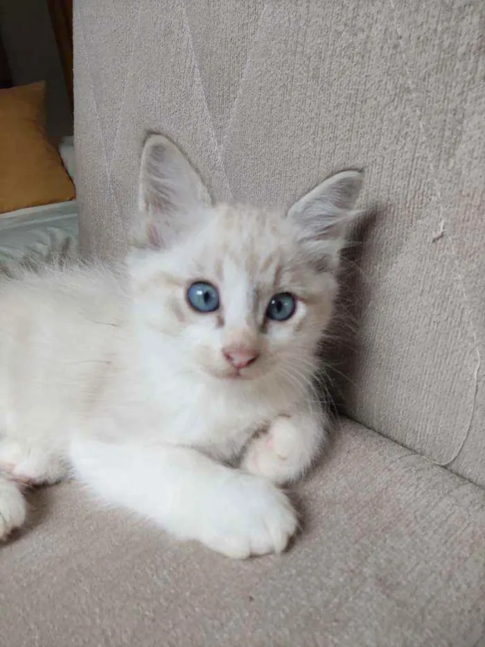 Gato raça  idade Abaixo de 2 meses nome Luffy