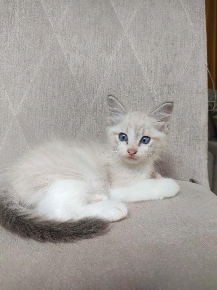 Gato raça  idade Abaixo de 2 meses nome Luffy