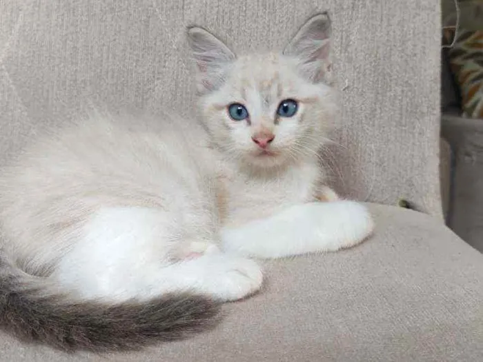 Gato raça  idade Abaixo de 2 meses nome Luffy