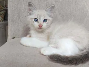 Gato raça  idade Abaixo de 2 meses nome Luffy