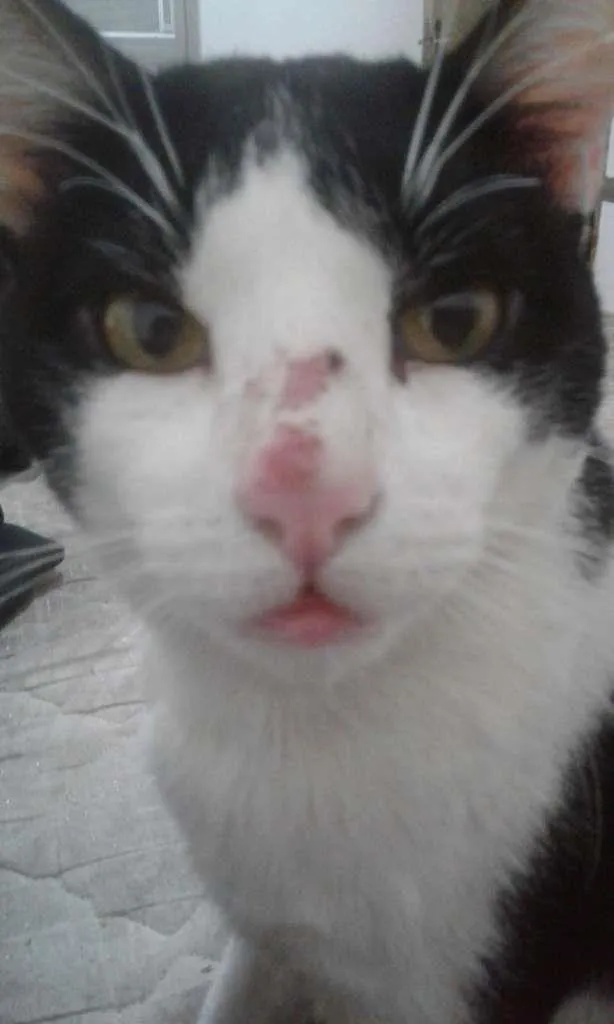 Gato ra a SRD idade 4 anos nome SAMUEL JUNIOR