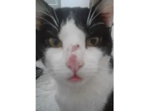 Gato raça SRD idade 4 anos nome SAMUEL JUNIOR