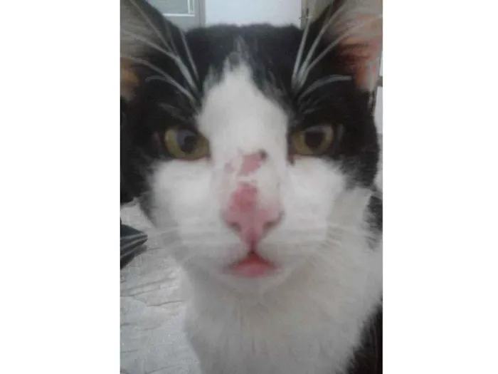 Gato ra a SRD idade 4 anos nome SAMUEL JUNIOR