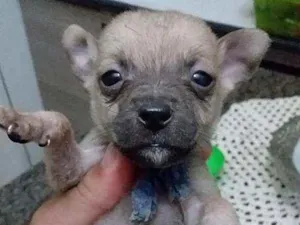 Cachorro raça  idade Abaixo de 2 meses nome Filhotes Sueli