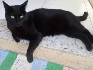 Gato raça SRD idade 2 anos nome MOON