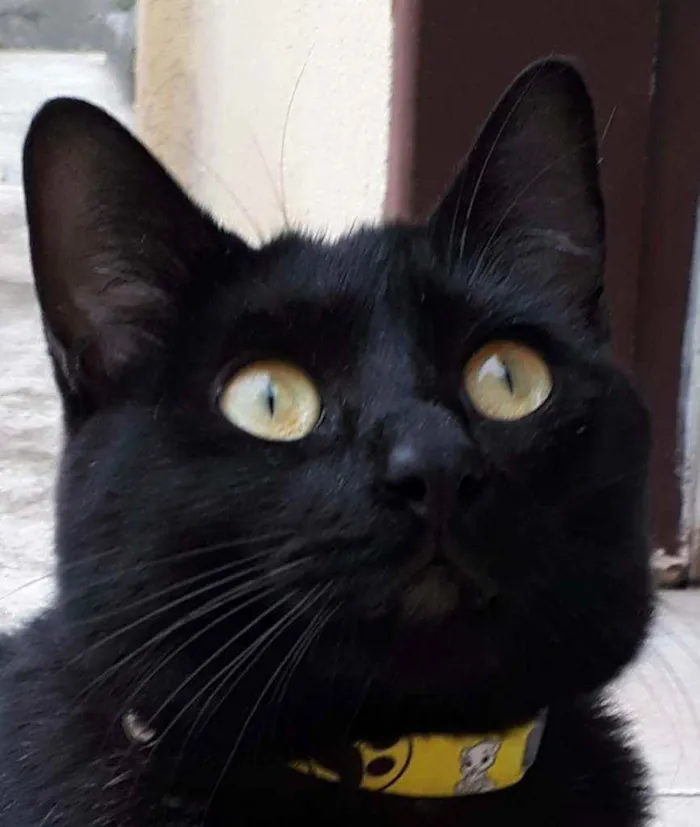 Gato ra a SRD idade 2 anos nome MOON