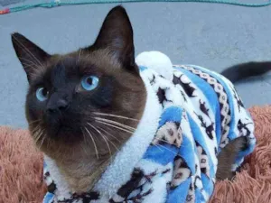 Gato raça SRD idade 2 anos nome kenidy