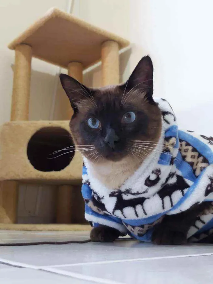 Gato ra a SRD idade 2 anos nome kenidy