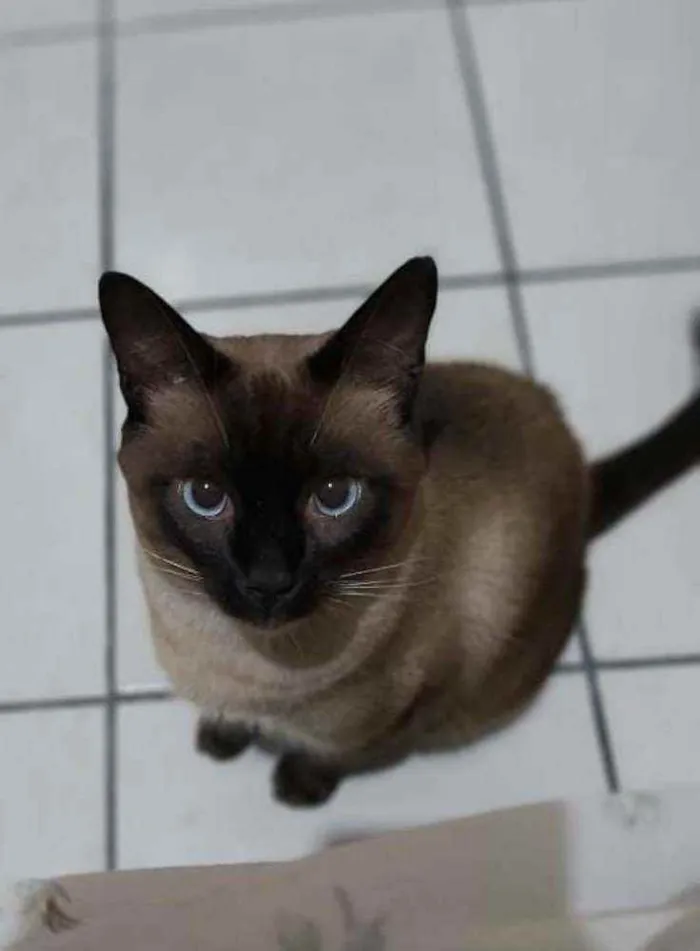 Gato ra a SRD idade 2 anos nome kenidy