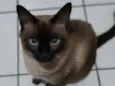 kenidy