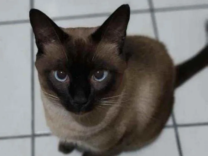 Gato ra a SRD idade 2 anos nome kenidy