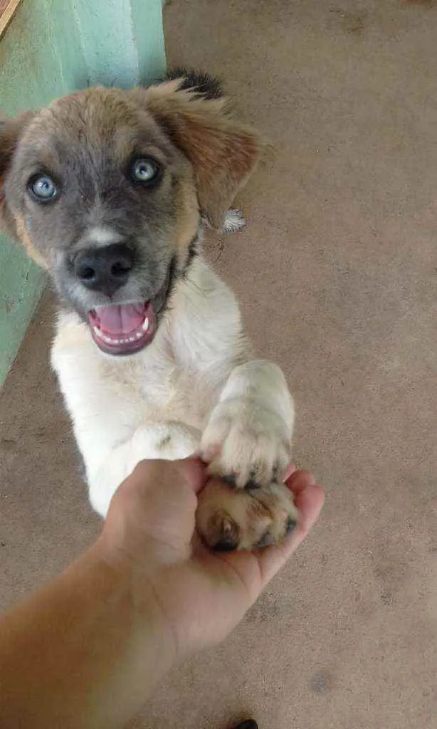 Cachorro ra a Vira lata idade 1 ano nome Toni