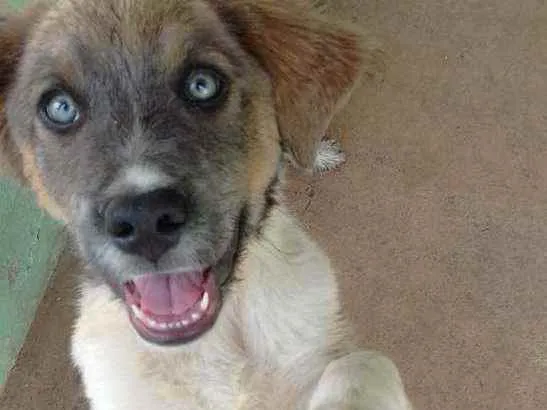 Cachorro ra a Vira lata idade 1 ano nome Toni