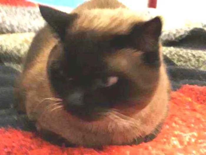 Gato ra a Siamês idade 4 anos nome nininha