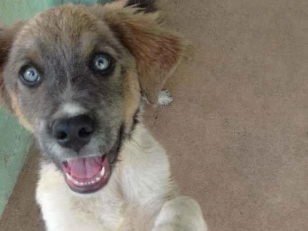 Cachorro ra a Vira lata idade 1 ano nome Toni