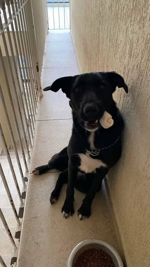 Cachorro ra a Misto idade 7 a 11 meses nome Collie