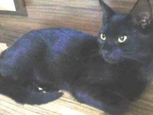 Gato raça vira-lata idade 3 anos nome Apelidamos de "Nego"