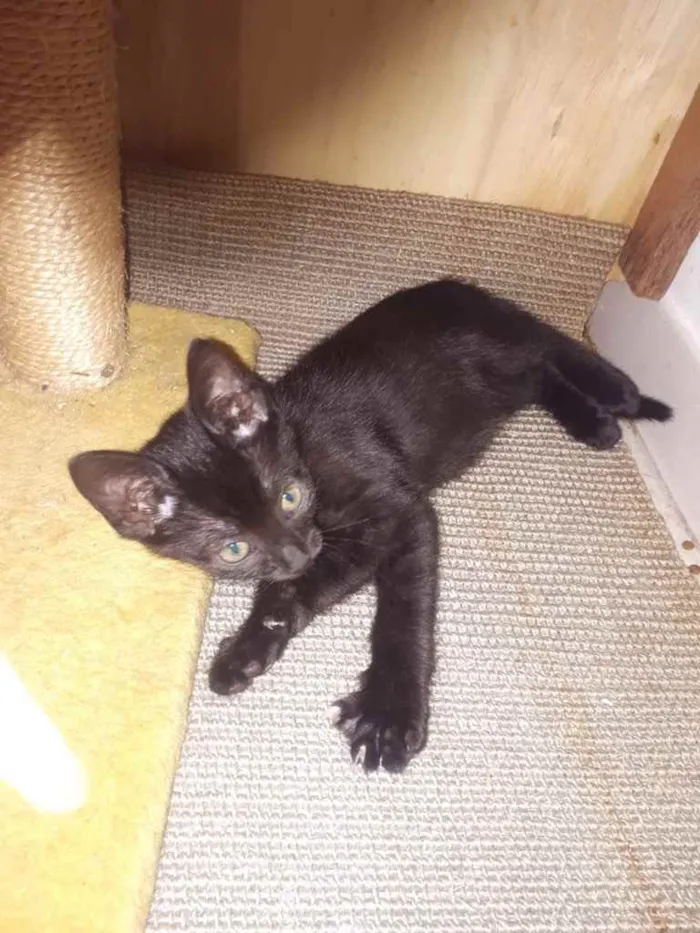 Gato raça SRD  idade Abaixo de 2 meses nome Sem nome