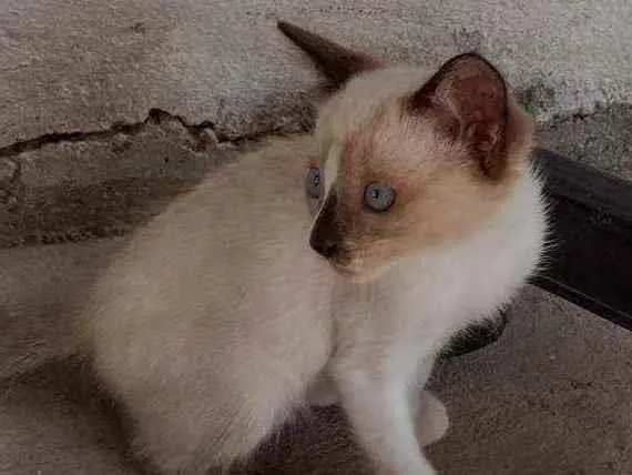 Gato ra a Siamês idade 2 a 6 meses nome Sem nome